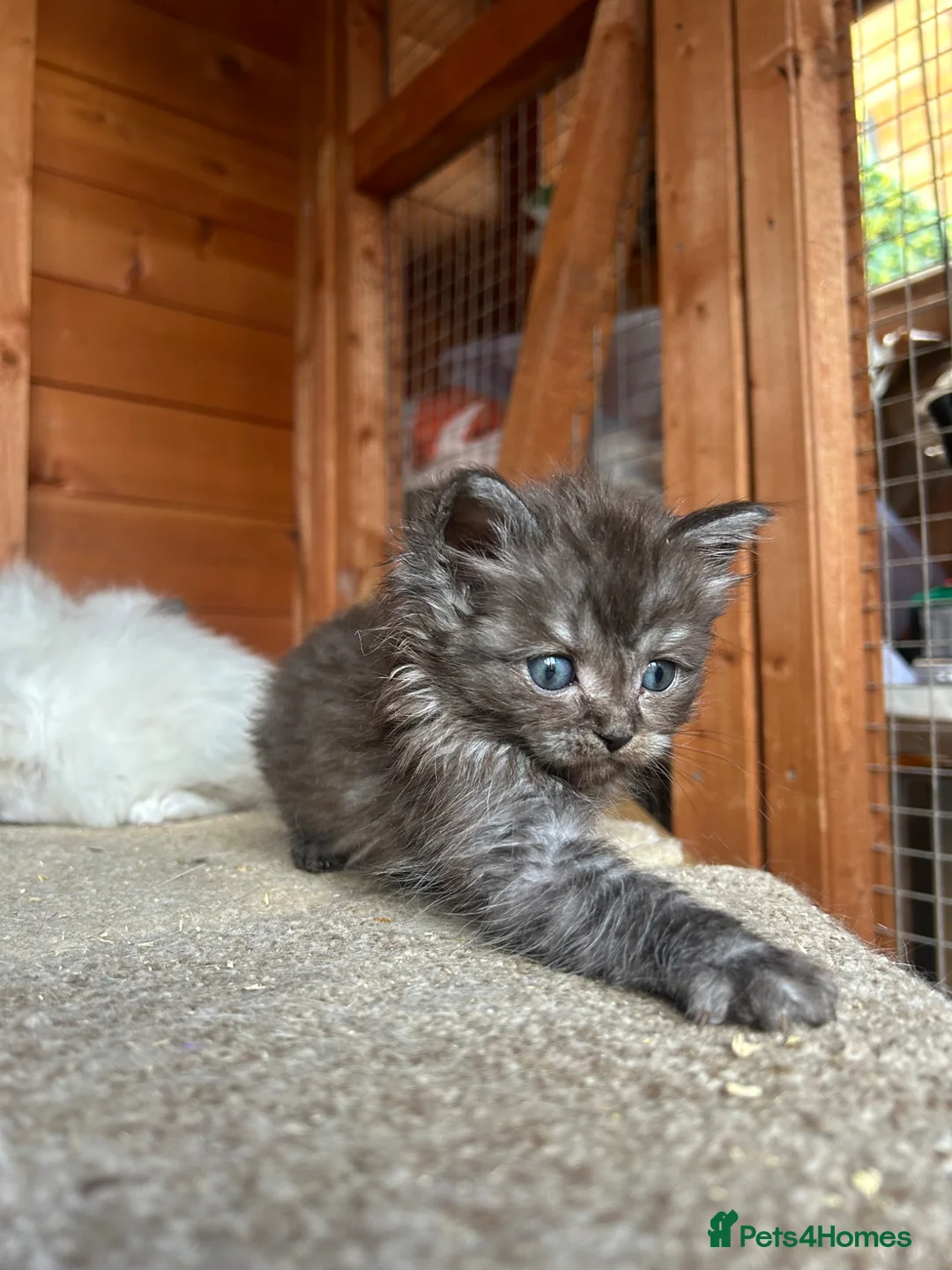 Ragdoll cats for sale: Ragdoll kittens  - Advert 9