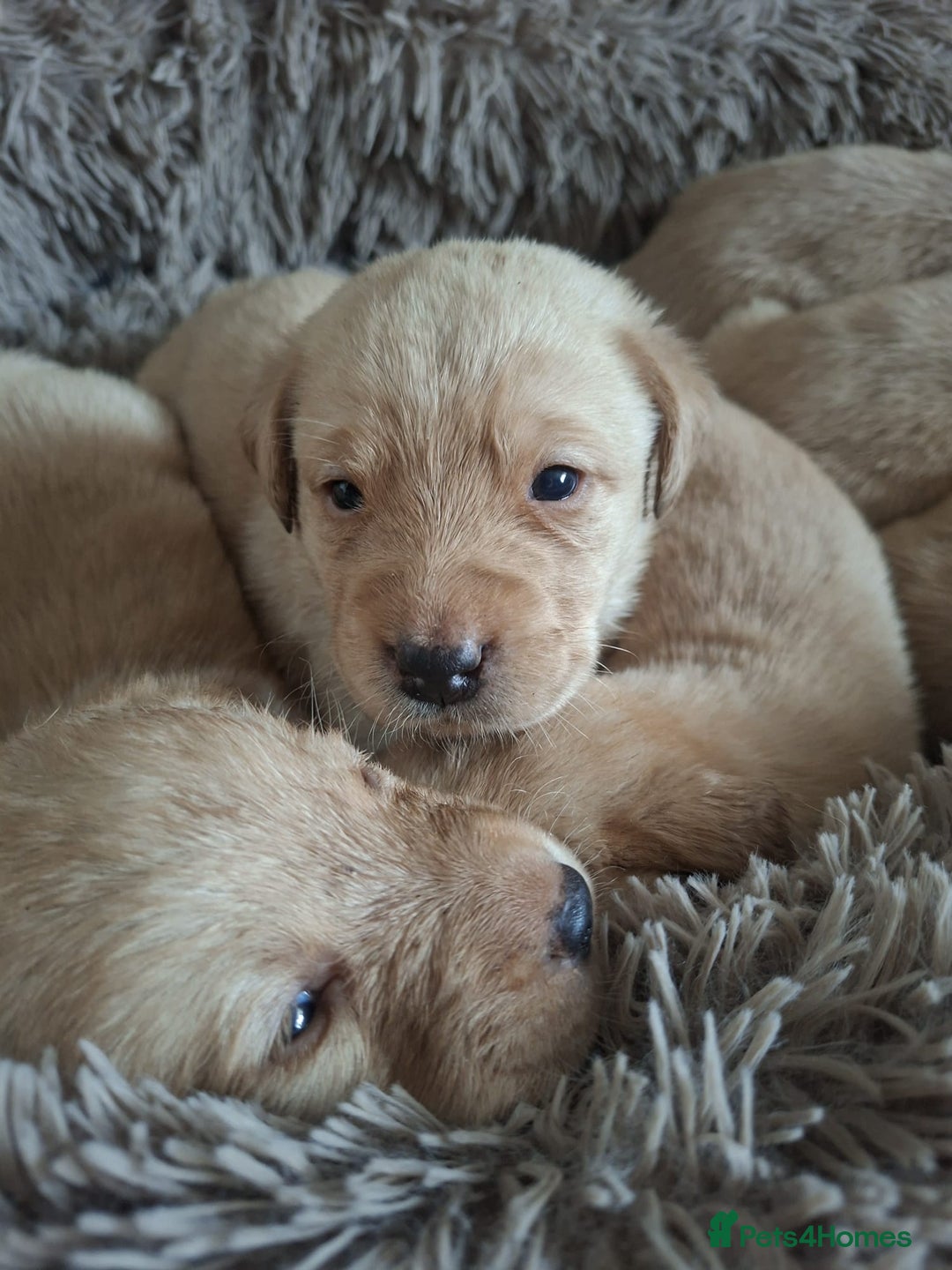 Labrador Retriever dogs for sale: Stunning litter of 9 golden labradors  - Advert 7