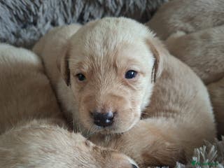 Labrador Retriever dogs Stunning litter of 9 golden labradors - Advert 3