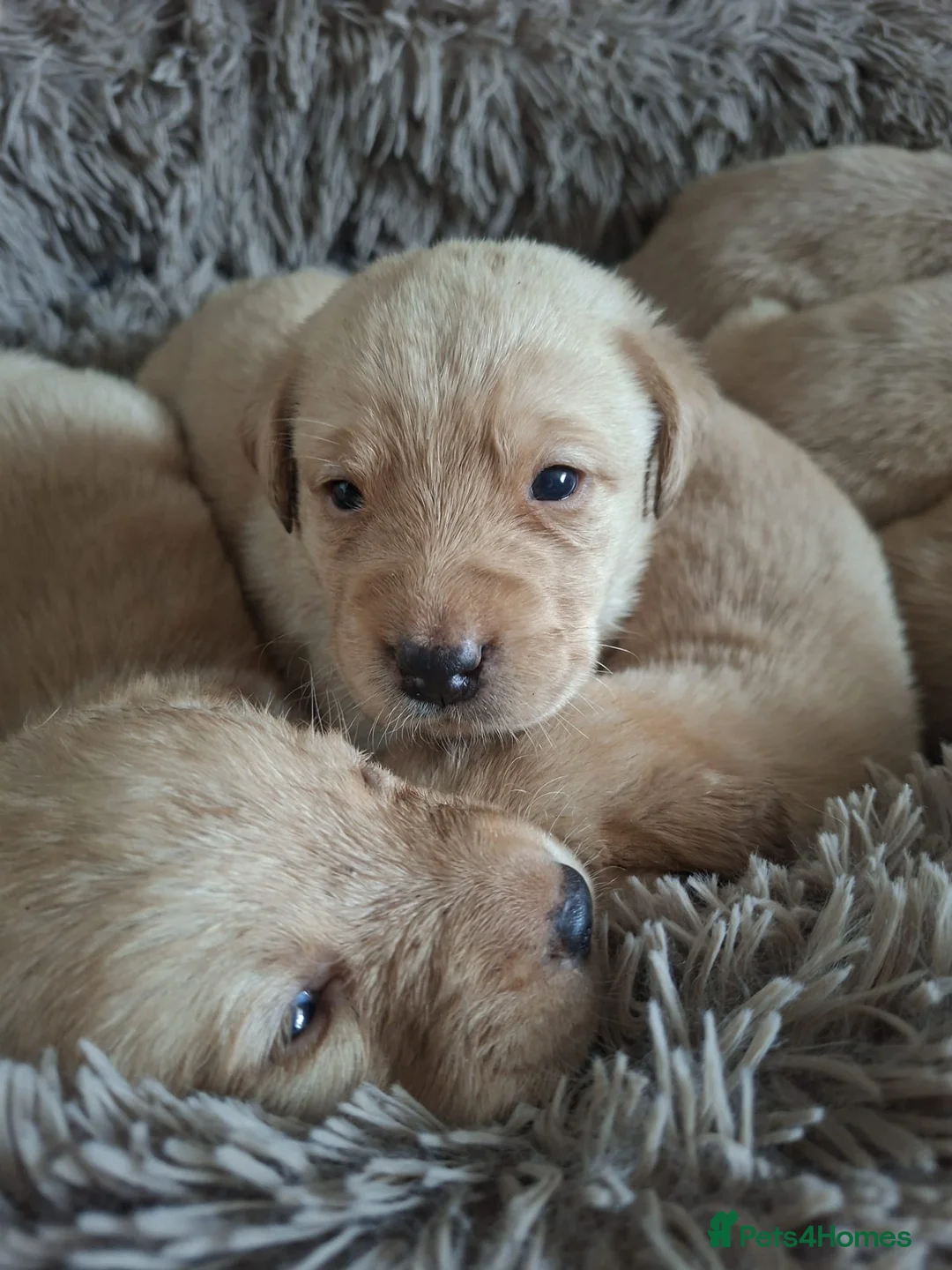 Labrador Retriever dogs for sale: * SOLD * Stunning litter of 9 golden labradors  - Advert 1