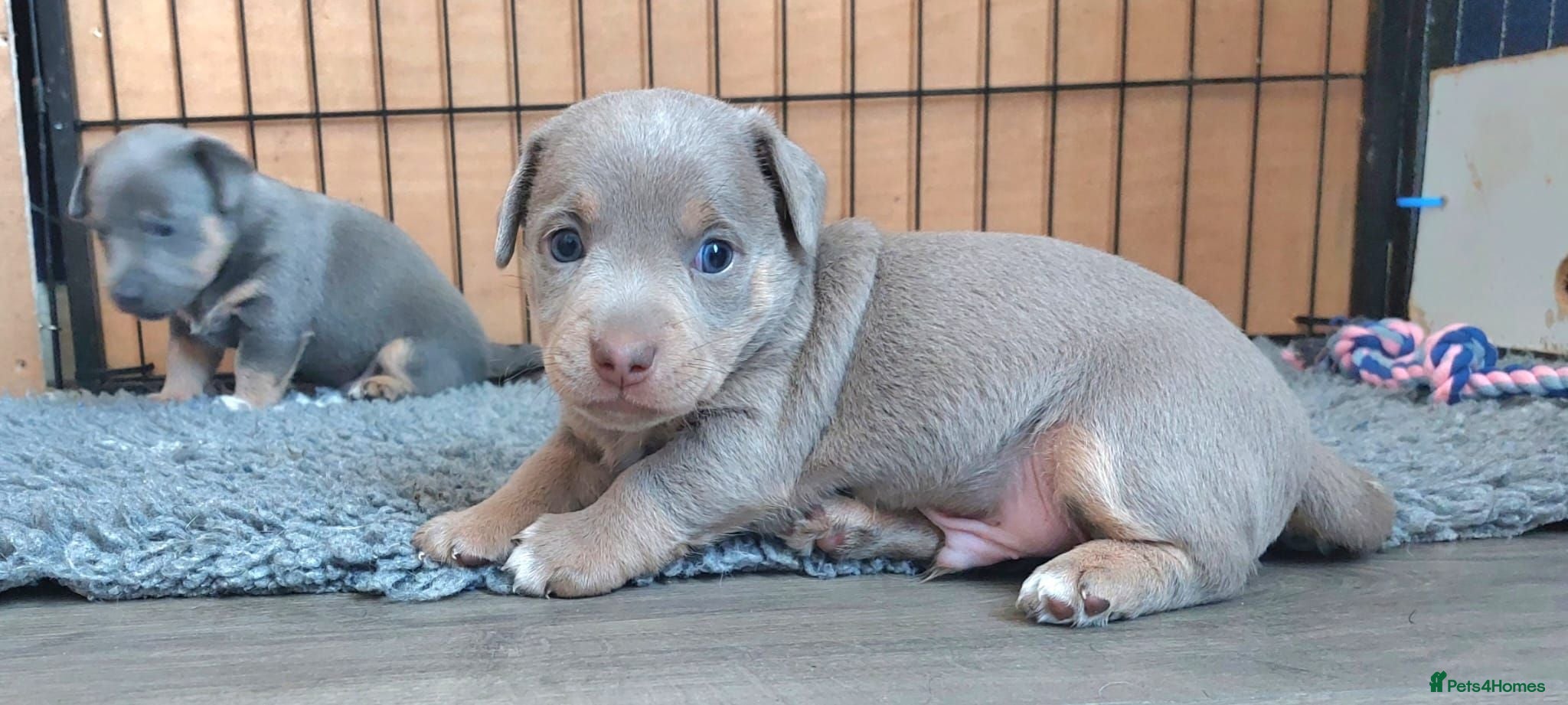 Jack Russell dogs Lilac and blue Jack Russell puppies - Advert 4