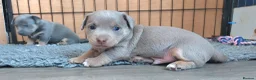 Jack Russell dogs for sale: Lilac/ Blue and Tan  Jack Russell puppies - Advert 17