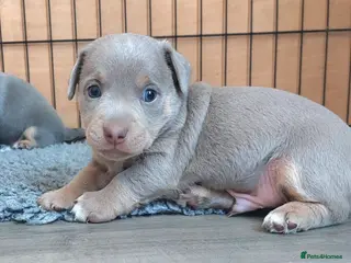 Jack Russell dogs Lilac and blue Jack Russell puppies - Advert 4