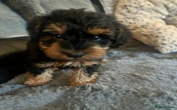 Schnoodle dogs for sale: BEAUTIFUL SCHNOODLE PUPPIES 🐶❤️ - Image 11