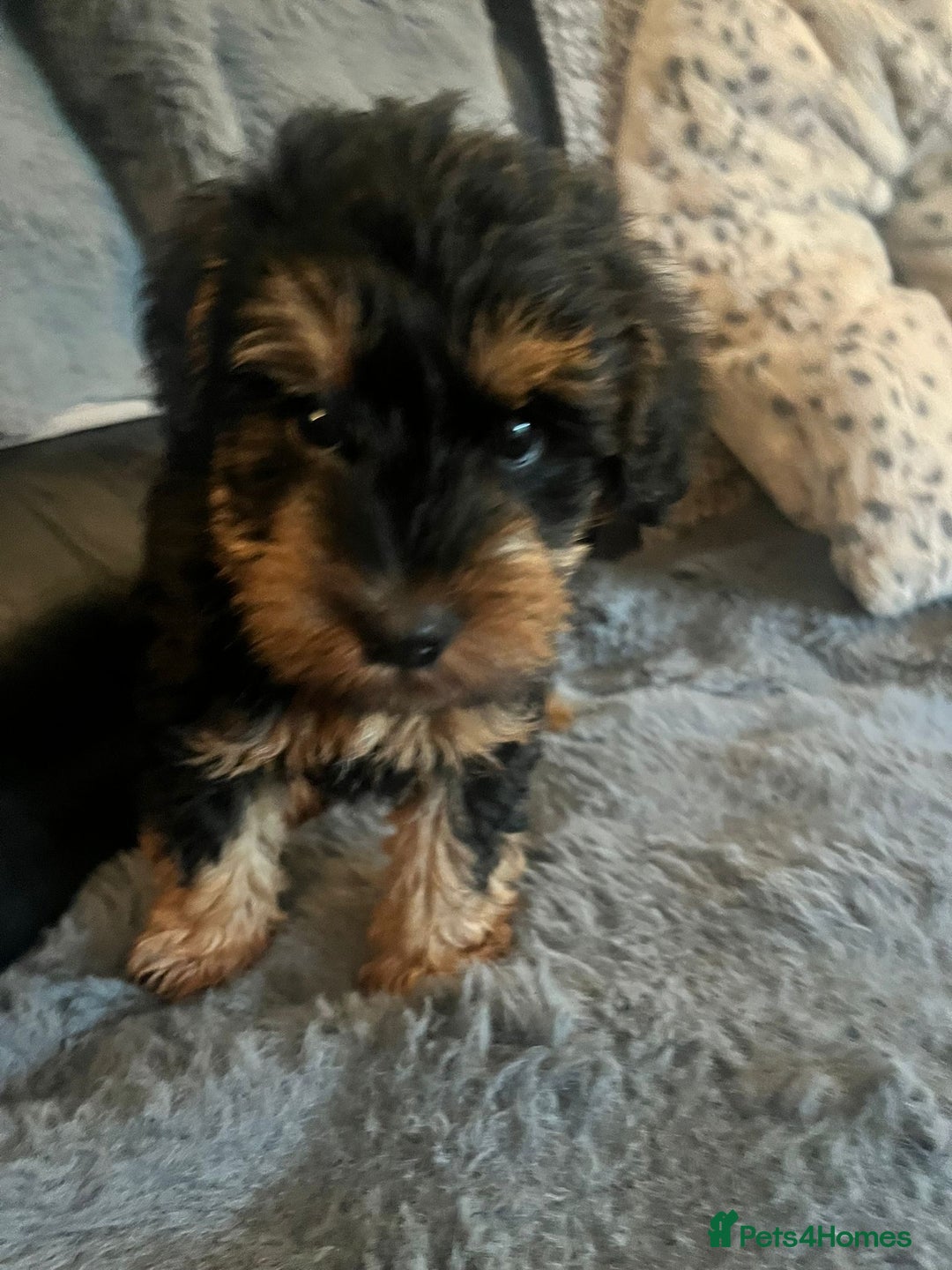 Schnoodle dogs for sale: BEAUTIFUL SCHNOODLE PUPPIES 🐶❤️ - Image 11