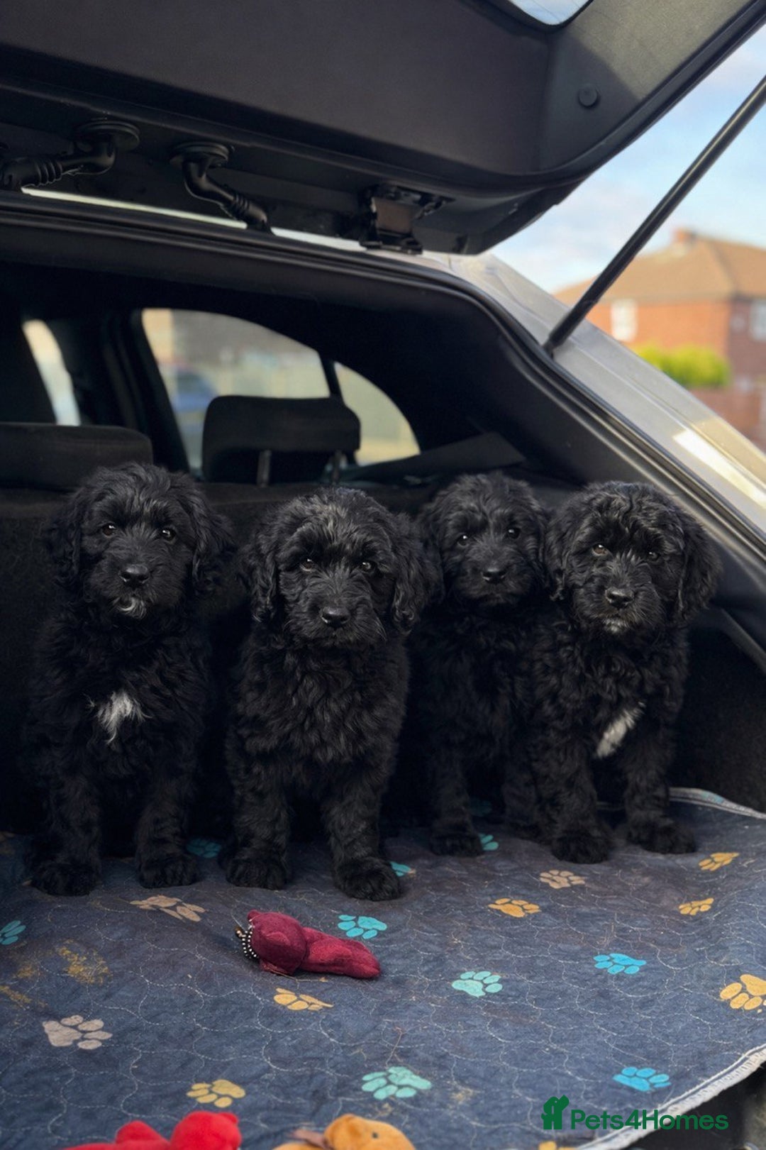 Goldendoodle dogs for sale: Absolutely Gorgeous Goldendoodle F1 Clean Parents - Advert 6