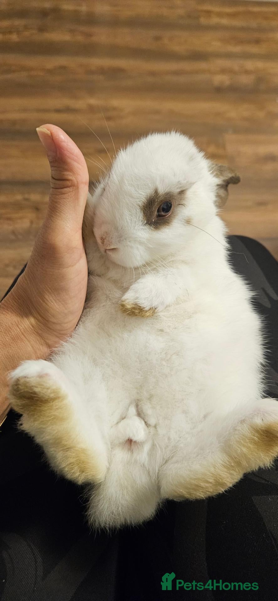 Mixed Breed rabbits They are 4 and 13 weeks olds 💞 - Advert 1