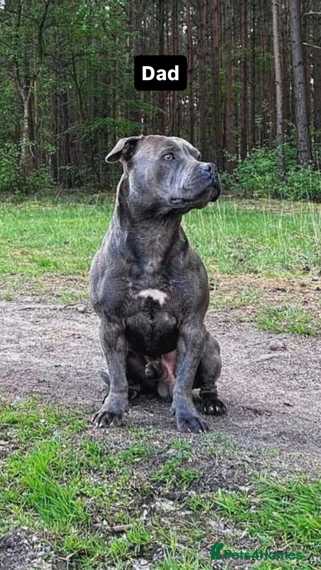 Staffordshire Bull Terrier dogs for sale: 6 Stunning Blue Staffordshire Bull Terrier pups 💙 - Advert 25