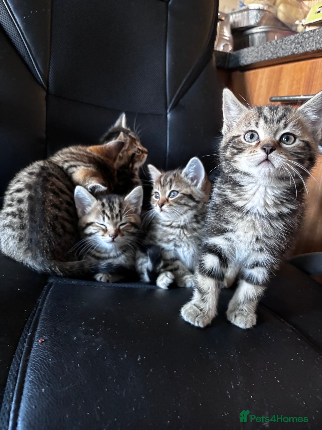 Mixed Breed cats for sale: Mixed litter of 8 week old kittens - Advert 4