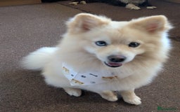 Pomsky dogs for sale: Pomsky looking for new home - Image 1
