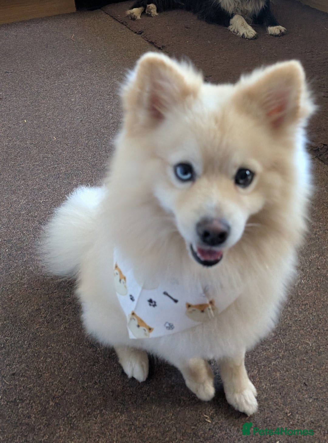 Pomsky dogs for sale: Pomsky looking for new home - Image 1