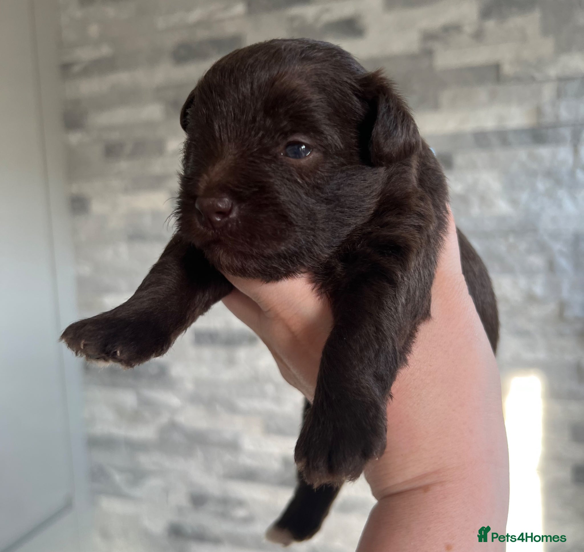 Miniature Schnauzer dogs KC MAC/BVA Chocolate Boy Miniature Schnauzers - Advert 2