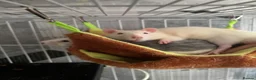 Rat rodents for sale: 3 male dumbo rats in Halesowen - Advert 4