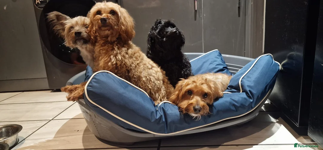 Mixed Breed dogs for sale: Girl  in Ayr - Advert 1