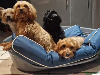 Mixed Breed dogs Girl - Advert 4