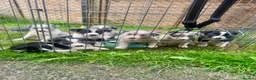 Border Collie dogs for sale: 7 beautiful border collie puppies for sale  - Advert 5