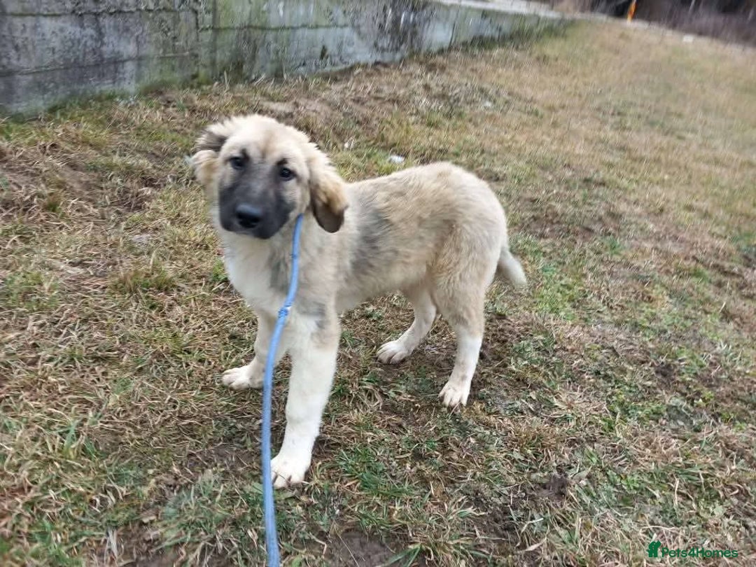 Mixed Breed dogs for adoption: Meet Frosty, currently residing in Gloucester  - Advert 12
