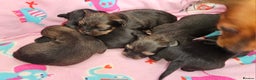Russian Toy Terrier dogs for sale: Russian toy puppies  - Advert 4