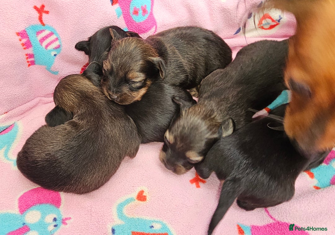 Russian Toy Terrier dogs for sale: Russian toy puppies  - Advert 4