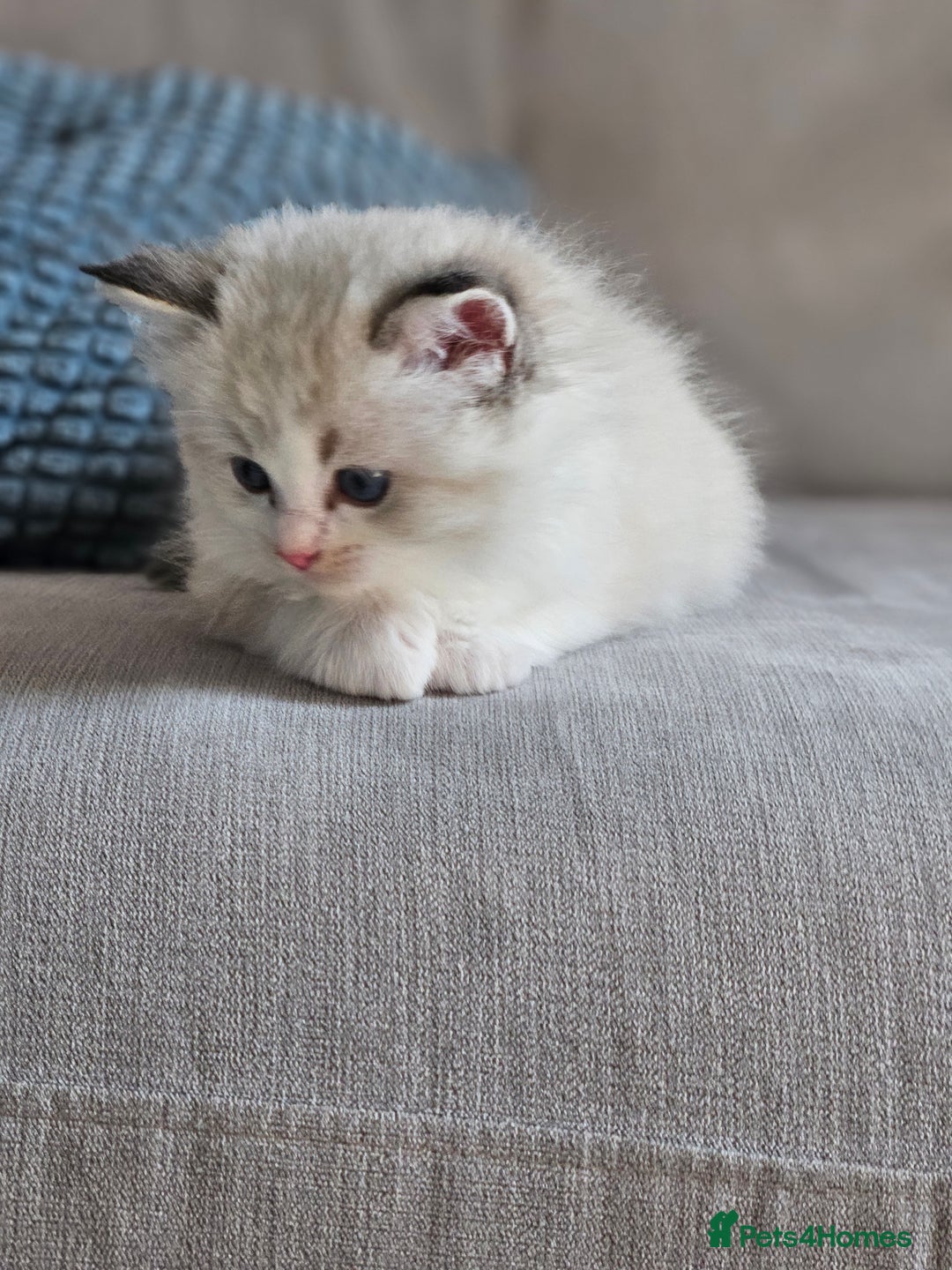 Ragdoll cats for sale: Tica registeeed tabby bicolour ragdolls - Image 25