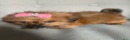 Shih Tzu dogs for sale: Fluffy Shih Zoo  - Advert 5