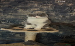 Scottish Fold cats for sale: Scottish fold’s - Advert 2