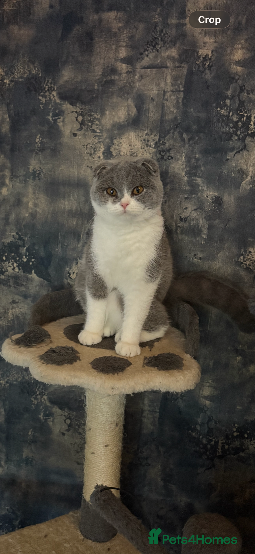 Scottish Fold cats for sale: Scottish fold’s - Advert 2