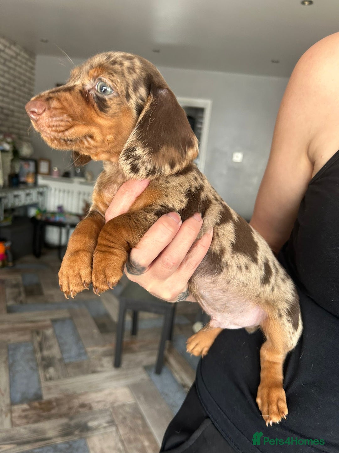 Miniature Dachshund dogs for sale: Beautiful daschund puppies - Image 2