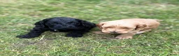 Cockapoo dogs for sale: F1 show line cockapoo puppies - Advert 8