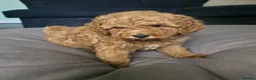 Cockapoo dogs for sale: 4 Adorable f1b cockerpoo pups 🐶  - Advert 3
