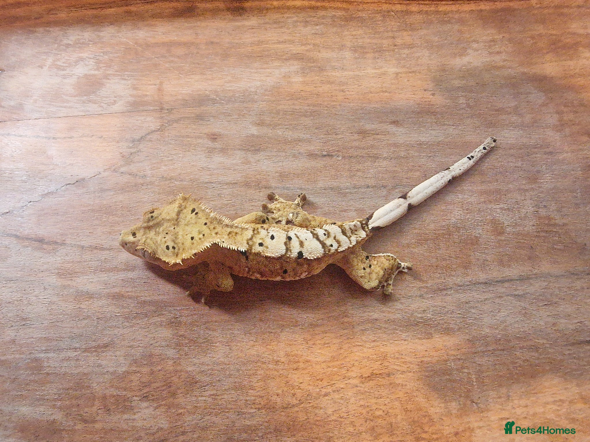 Gecko reptiles for sale: 8x Crested geckos/Full collection available!  - Advert 10