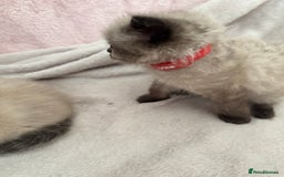 Ragdoll cats for sale: Seal point ragdoll kittens 3 boys and 2 girls  - Image 6