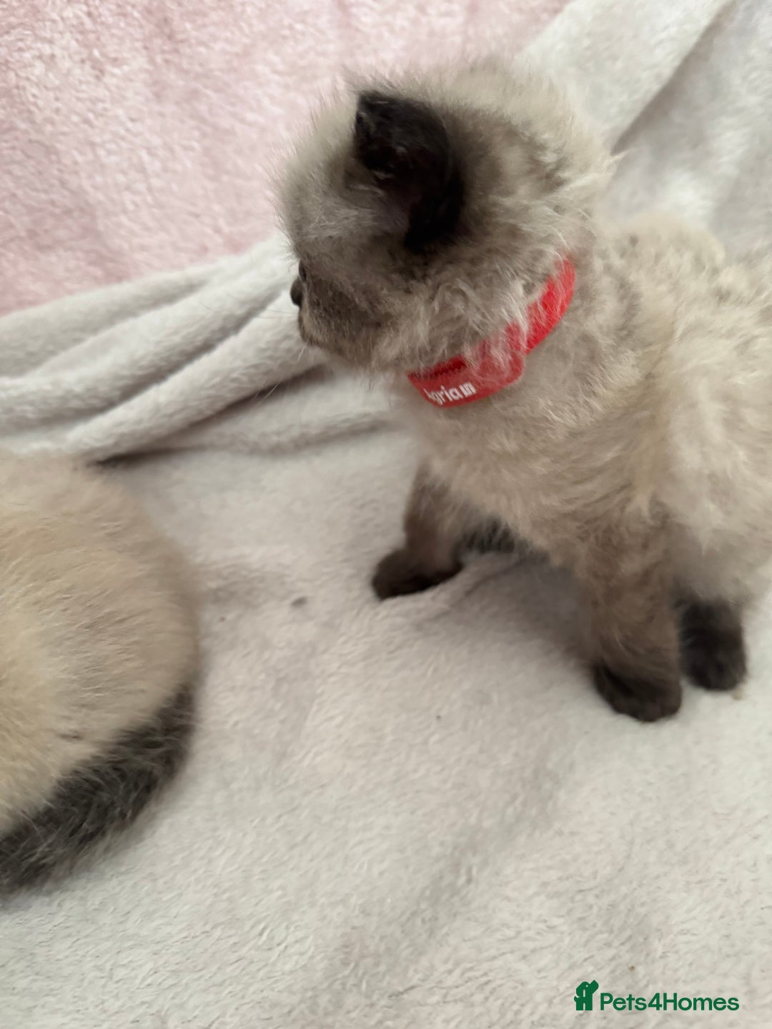 Ragdoll cats for sale: Seal point ragdoll kittens 3 boys and 2 girls  - Image 6