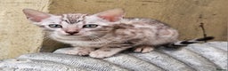 Bengal cats for sale: Bengal kittens  - Advert 9