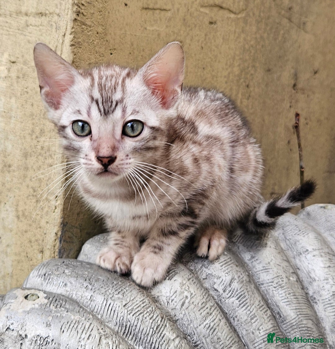 Bengal cats for sale: Bengal kittens  - Advert 9