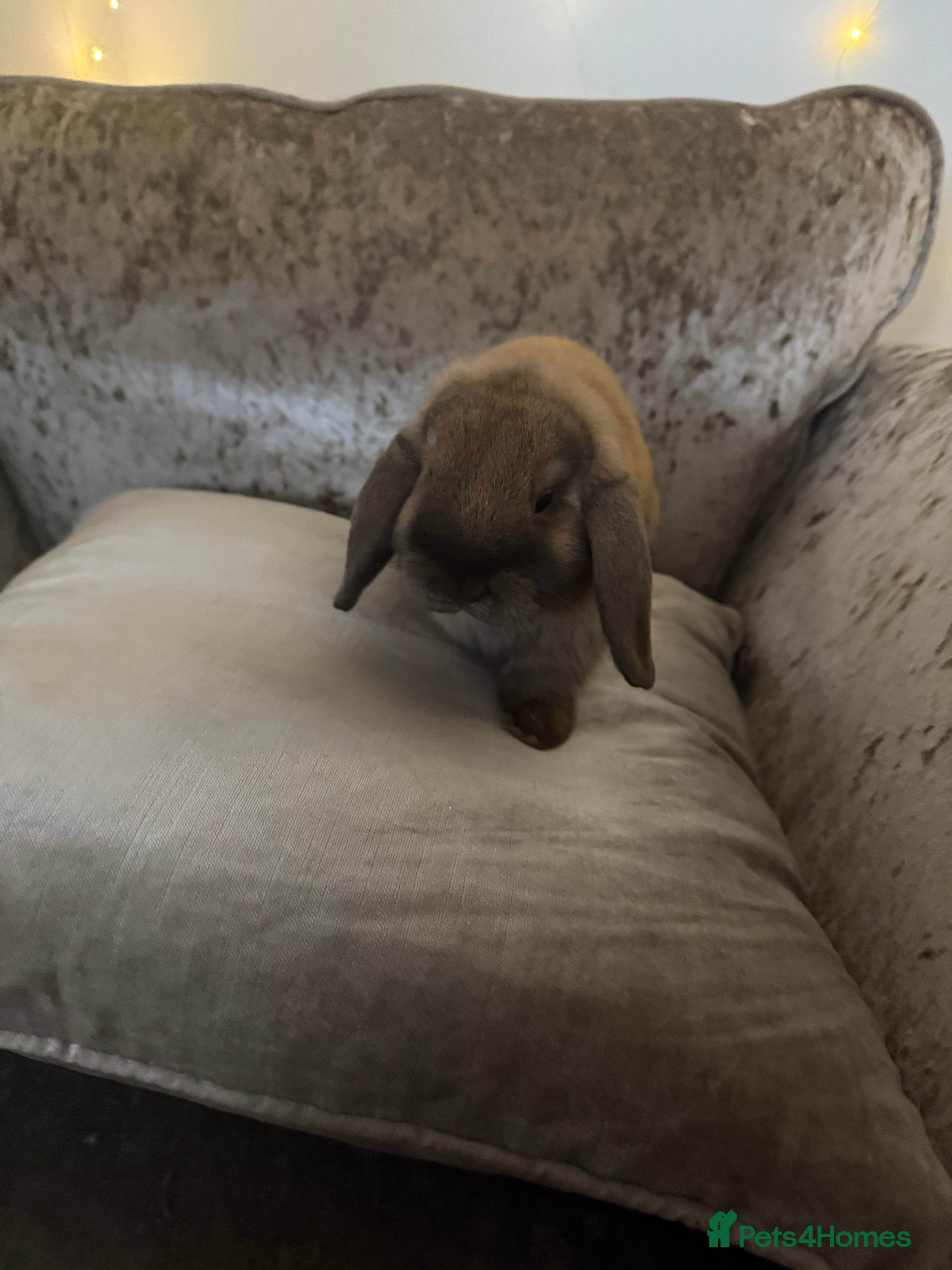 Mini Lop rabbits Mum and daughter mini lops for sale - Advert 11