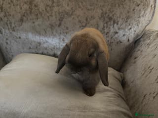 Mini Lop rabbits Mum and daughter mini lops for sale - Advert 13