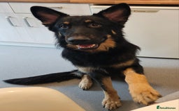 German Shepherd dogs for stud: German shepherd for STUD long coat straight back. - Image 11