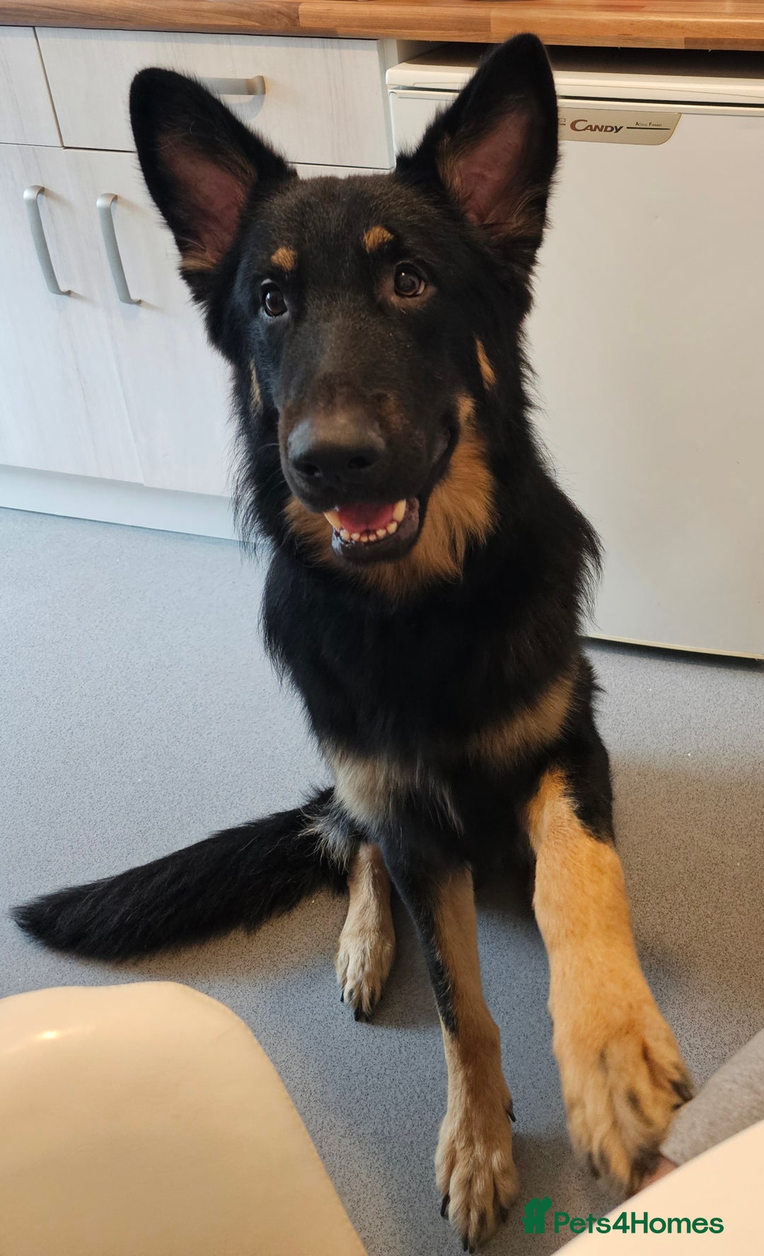 German Shepherd dogs for stud: German shepherd for STUD long coat straight back. - Image 11