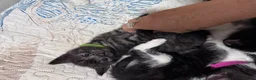 Mixed Breed cats for sale: 5 BBSH x mixed kittens black white grey - Advert 5