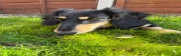 Miniature Dachshund dogs for sale: Long Haired Miniature Dachshund  - Advert 8