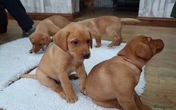 Labrador Retriever dogs for stud: Fox Red Labrador For Stud, Fully health tested  in Stoke-on-Trent - Image 15