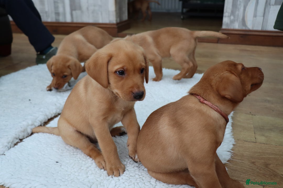 Labrador Retriever dogs for stud: Fox Red Labrador For Stud, Fully health tested  in Stoke-on-Trent - Image 15