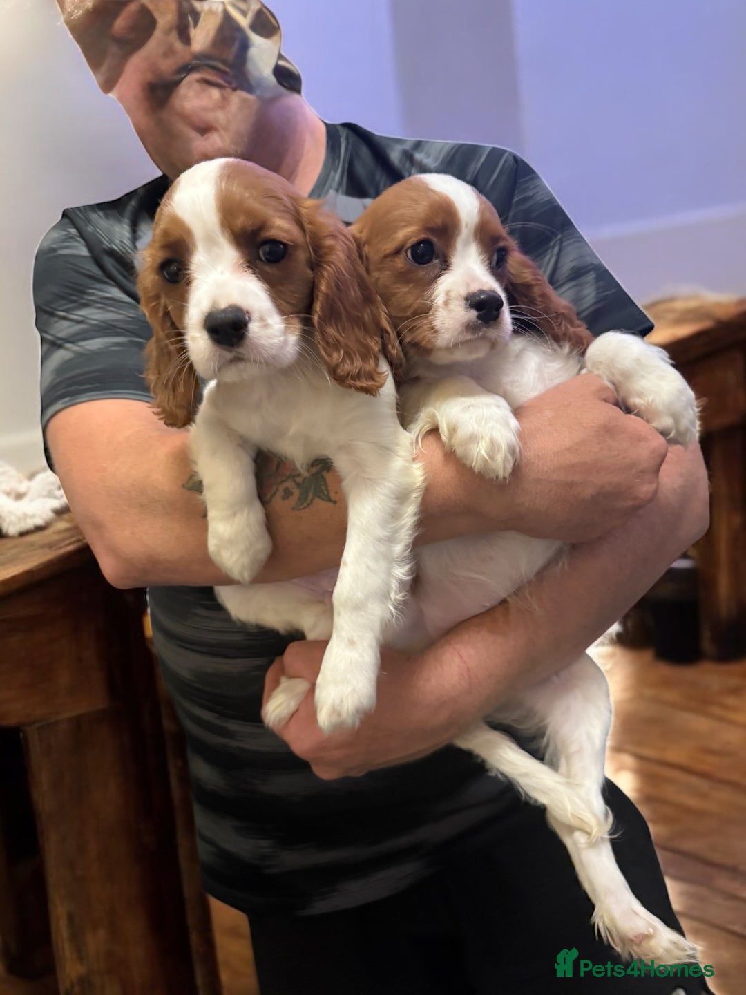 Cavalier King Charles Spaniel dogs for sale: Ready now Kennel club dna  clear cavalier puppies  - Image 32