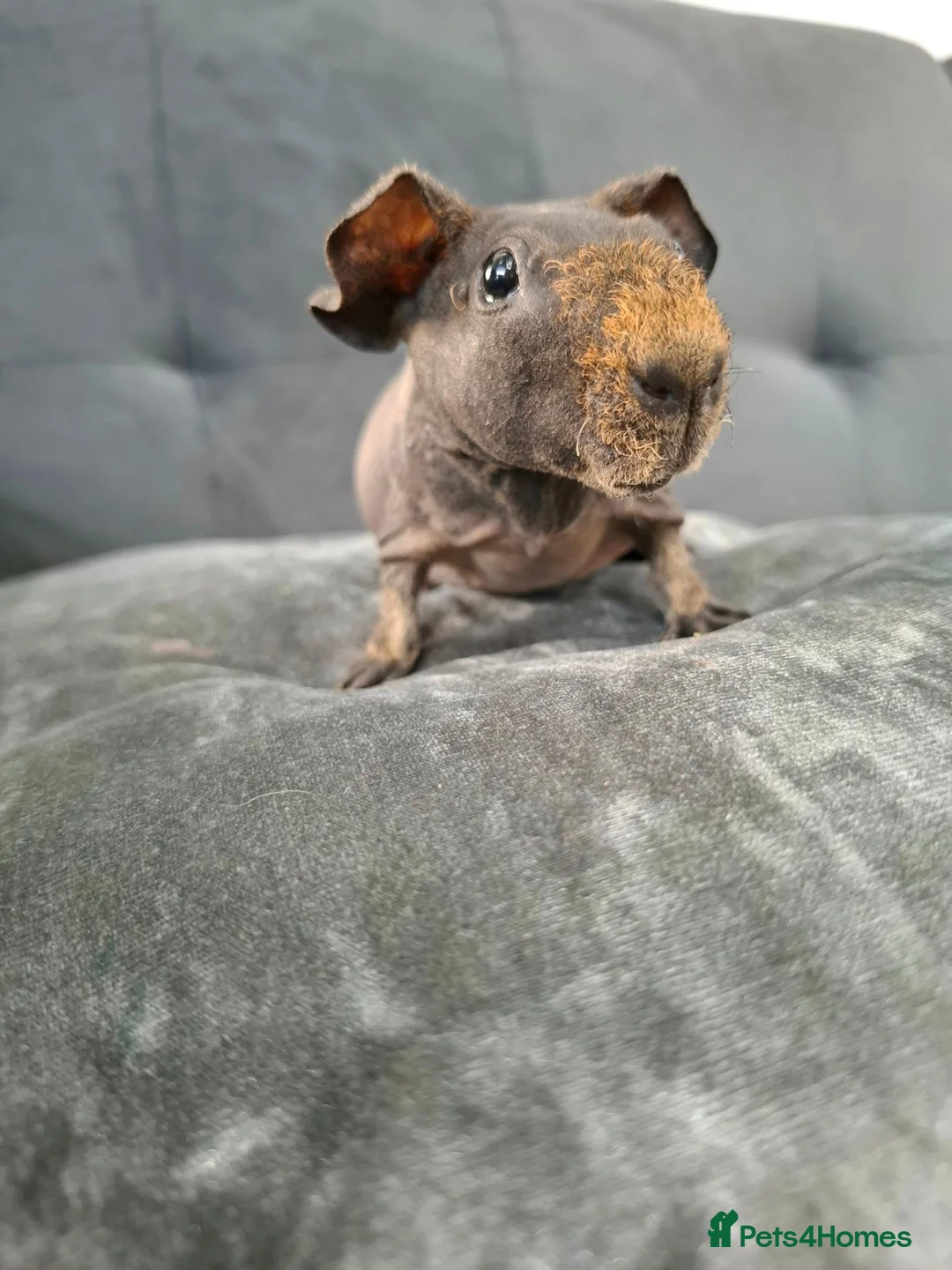 Guinea Pig rodents for sale: Skinny guinea pig boars 💯 - Advert 8