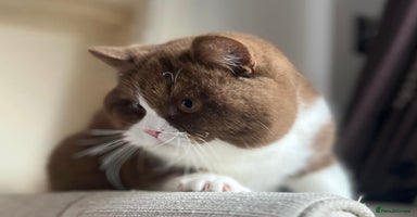 British Shorthair cats - Advert 12