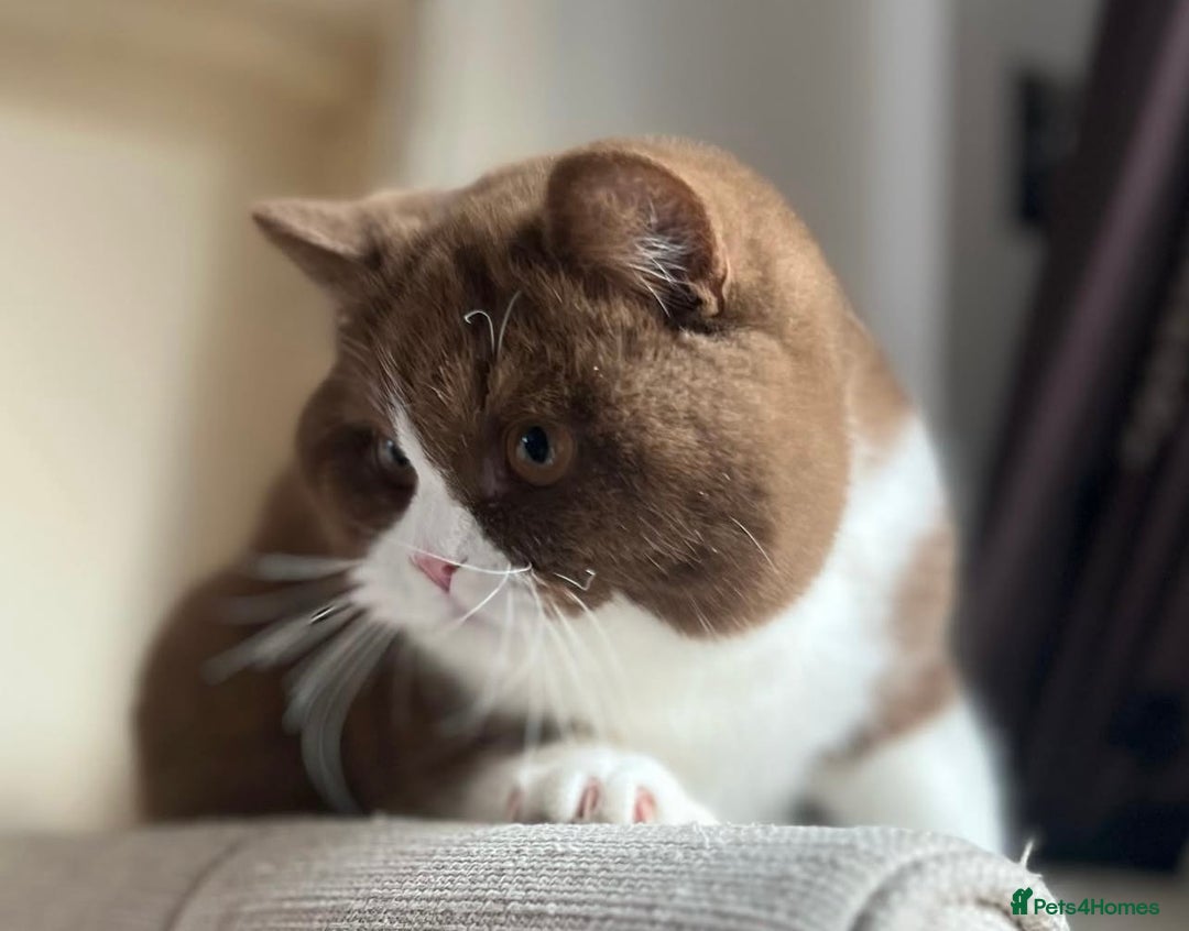 British Shorthair cats for sale: 🏆 GCCF Active Cinnamon Bicolour Stud For Sale🏆 - Image 3