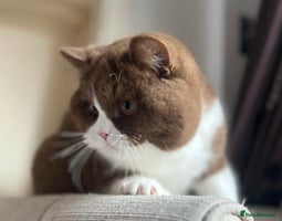 British Shorthair cats - Advert 10