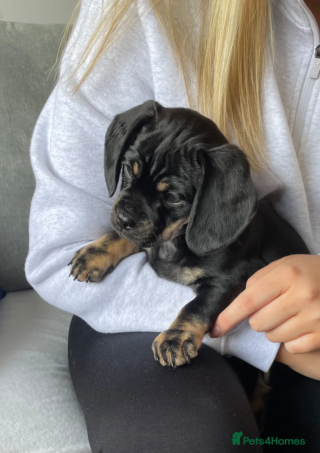 Mixed Breed dogs for sale: Beautiful little female Daug - Advert 1