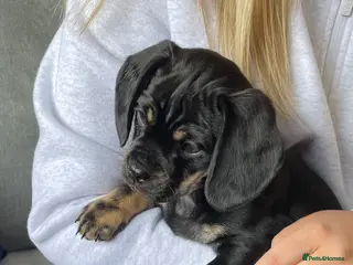 Mixed Breed dogs Beautiful little female Daug - Advert 13